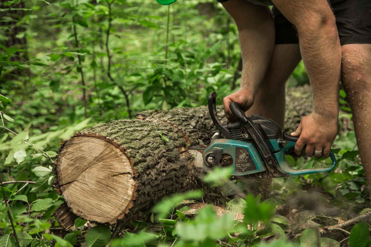 Best Emergency Storm Tree Removal  in Caribou, ME